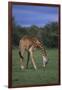 Giraffe Grazing-DLILLC-Framed Photographic Print