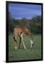 Giraffe Grazing-DLILLC-Framed Photographic Print