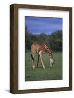 Giraffe Grazing-DLILLC-Framed Photographic Print