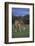 Giraffe Grazing-DLILLC-Framed Photographic Print