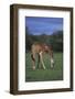 Giraffe Grazing-DLILLC-Framed Photographic Print