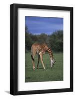 Giraffe Grazing-DLILLC-Framed Photographic Print