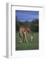 Giraffe Grazing-DLILLC-Framed Photographic Print