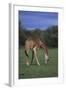 Giraffe Grazing-DLILLC-Framed Photographic Print