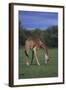 Giraffe Grazing-DLILLC-Framed Photographic Print