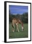 Giraffe Grazing-DLILLC-Framed Photographic Print
