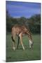 Giraffe Grazing-DLILLC-Mounted Photographic Print