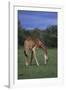 Giraffe Grazing-DLILLC-Framed Photographic Print