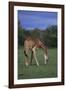 Giraffe Grazing-DLILLC-Framed Photographic Print