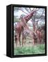 Giraffe Group or Herd with Young, Tanzania-David Northcott-Framed Stretched Canvas