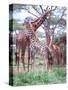 Giraffe Group or Herd with Young, Tanzania-David Northcott-Stretched Canvas