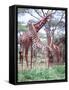 Giraffe Group or Herd with Young, Tanzania-David Northcott-Framed Stretched Canvas