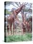 Giraffe Group or Herd with Young, Tanzania-David Northcott-Stretched Canvas