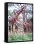 Giraffe Group or Herd with Young, Tanzania-David Northcott-Framed Stretched Canvas