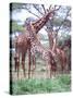 Giraffe Group or Herd with Young, Tanzania-David Northcott-Stretched Canvas