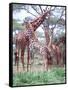 Giraffe Group or Herd with Young, Tanzania-David Northcott-Framed Stretched Canvas