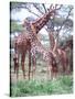 Giraffe Group or Herd with Young, Tanzania-David Northcott-Stretched Canvas