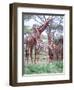 Giraffe Group or Herd with Young, Tanzania-David Northcott-Framed Photographic Print