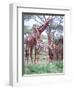 Giraffe Group or Herd with Young, Tanzania-David Northcott-Framed Photographic Print