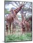 Giraffe Group or Herd with Young, Tanzania-David Northcott-Mounted Photographic Print