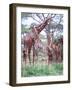 Giraffe Group or Herd with Young, Tanzania-David Northcott-Framed Photographic Print