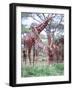 Giraffe Group or Herd with Young, Tanzania-David Northcott-Framed Photographic Print