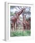 Giraffe Group or Herd with Young, Tanzania-David Northcott-Framed Photographic Print