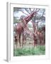 Giraffe Group or Herd with Young, Tanzania-David Northcott-Framed Photographic Print