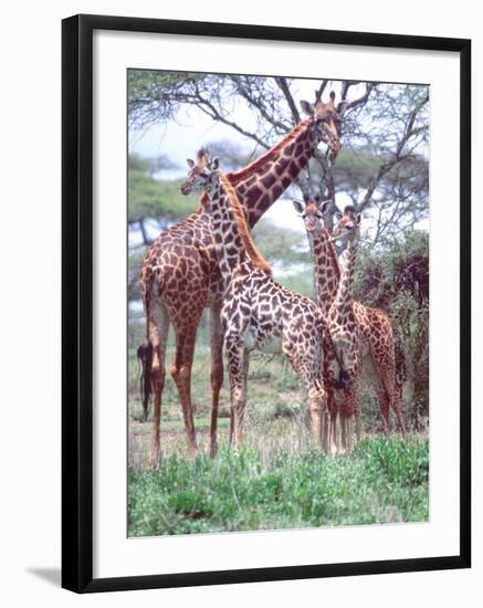 Giraffe Group or Herd with Young, Tanzania-David Northcott-Framed Photographic Print