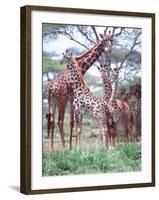 Giraffe Group or Herd with Young, Tanzania-David Northcott-Framed Photographic Print