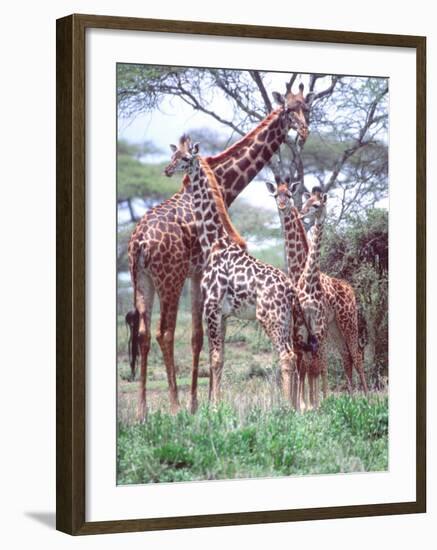 Giraffe Group or Herd with Young, Tanzania-David Northcott-Framed Photographic Print