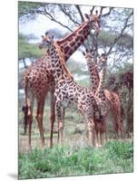Giraffe Group or Herd with Young, Tanzania-David Northcott-Mounted Photographic Print