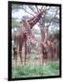 Giraffe Group or Herd with Young, Tanzania-David Northcott-Framed Photographic Print