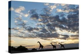 Giraffe Herd along Chobe River, Chobe National Park, Botswana-Paul Souders-Stretched Canvas
