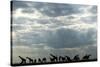 Giraffe Herd along Chobe River, Chobe National Park, Botswana-Paul Souders-Stretched Canvas