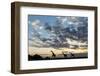 Giraffe Herd along Chobe River, Chobe National Park, Botswana-Paul Souders-Framed Photographic Print