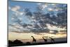 Giraffe Herd along Chobe River, Chobe National Park, Botswana-Paul Souders-Mounted Photographic Print