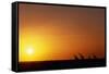 Giraffe Herd at Sunset-null-Framed Stretched Canvas