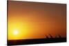 Giraffe Herd at Sunset-null-Stretched Canvas