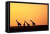 Giraffe Herd at Sunset-null-Framed Stretched Canvas