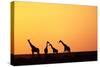 Giraffe Herd at Sunset-null-Stretched Canvas