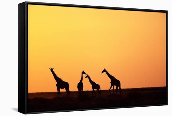 Giraffe Herd at Sunset-null-Framed Stretched Canvas