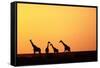 Giraffe Herd at Sunset-null-Framed Stretched Canvas