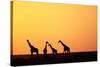 Giraffe Herd at Sunset-null-Stretched Canvas