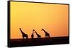 Giraffe Herd at Sunset-null-Framed Stretched Canvas