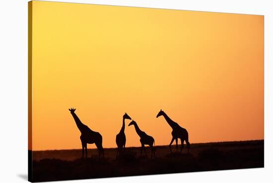 Giraffe Herd at Sunset-null-Stretched Canvas