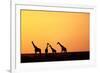 Giraffe Herd at Sunset-null-Framed Photographic Print