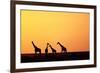 Giraffe Herd at Sunset-null-Framed Photographic Print