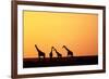 Giraffe Herd at Sunset-null-Framed Photographic Print