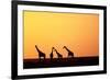 Giraffe Herd at Sunset-null-Framed Photographic Print